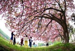 樱花校园最新大爆料下载,独家爆料带你领略青春风采