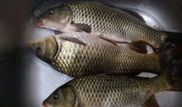 百色视频锚鱼爆料最新,揭秘神秘水下世界