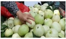 甜瓜最新更新爆料视频下载,揭秘幕后真相，精彩瞬间大盘点