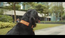 小七最新爆料消息视频,最新爆料视频深度解析