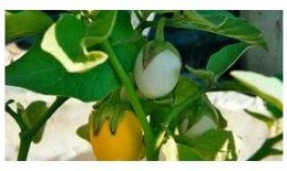 甜瓜最新更新爆料视频下载,揭秘幕后真相，精彩瞬间大盘点