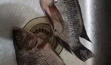 百色视频锚鱼爆料最新,揭秘神秘水下世界